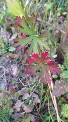 Geranium bicknellii