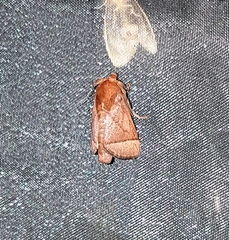 Praesetora albitermina