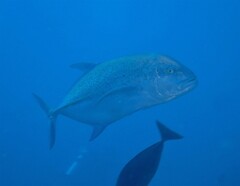 Caranx melampygus