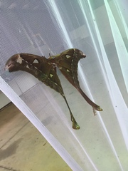 Coscinocera hercules