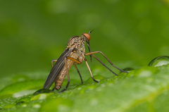 Empis