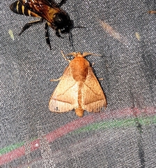 Praesetora albitermina