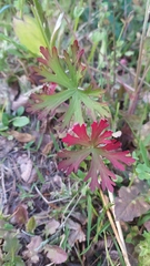 Geranium bicknellii