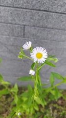 Erigeron