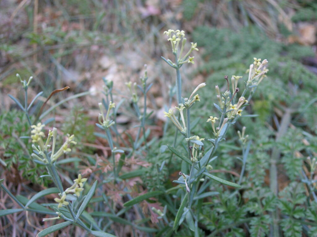 Cynanchica visianii