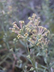 Asperula visianii