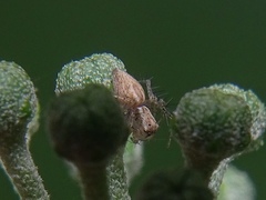 Oxyopes
