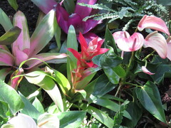 Aechmea fasciata
