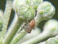 Oxyopes