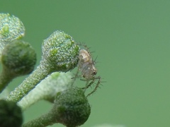 Oxyopes