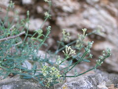 Asperula visianii