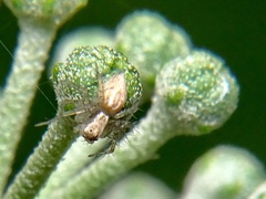 Oxyopes
