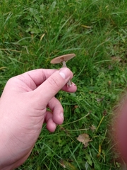 Panaeolus foenisecii