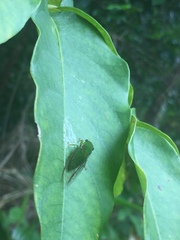 Owra insignis