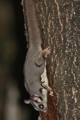 Petaurus breviceps