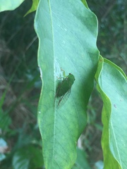 Owra insignis