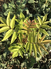 Ailanthus altissima