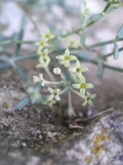 Asperula visianii