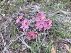 Thelymitra rubra