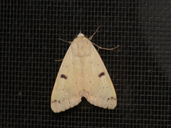 Ophiusa