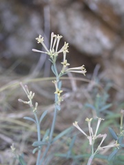 Asperula visianii