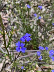 Dampiera stricta