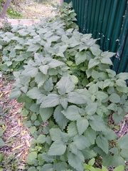 Urtica platyphylla