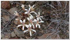 Pelargonium nervifolium