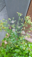Youngia japonica
