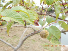 Cephalanthus