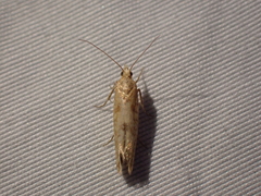 Ypsolopha cervella
