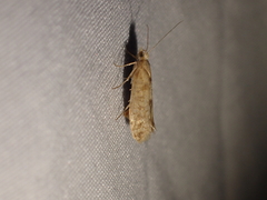 Ypsolopha cervella