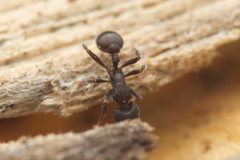 Epopostruma quadrispinosa