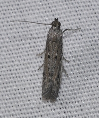 Phycitodes saxicola