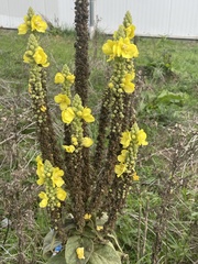 Verbascum densiflorum