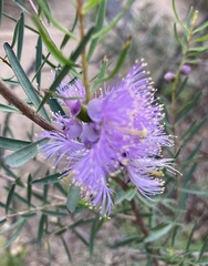 Melaleuca radula
