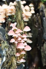 Mycena renati