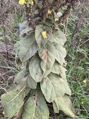 Verbascum densiflorum