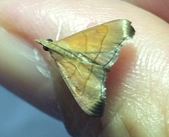 Hemiscopis sanguinea
