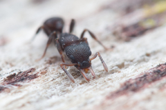 Epopostruma quadrispinosa