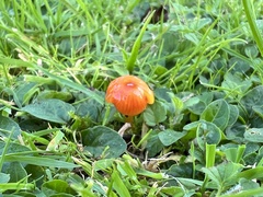 Hygrocybe