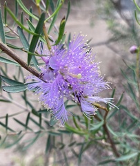 Melaleuca radula