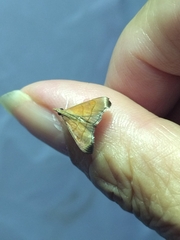 Hemiscopis sanguinea