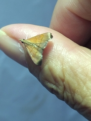 Hemiscopis sanguinea