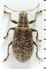 Polydrusus pilosus