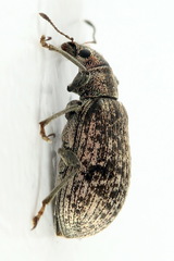 Polydrusus pilosus