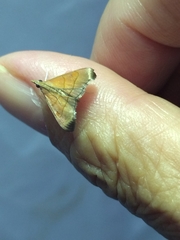 Hemiscopis sanguinea