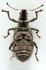 Polydrusus pilosus