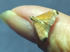 Hemiscopis sanguinea
