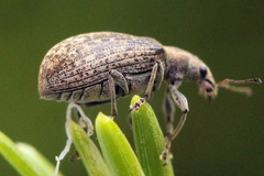 Polydrusus pilosus